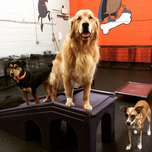 Dogtopia of Arlington-Shirlington
