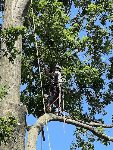 Mauro’s Tree Service, LLC