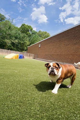 Affectionate Pet Care