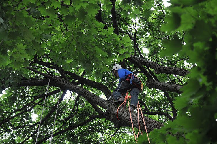 Nova Arborist
