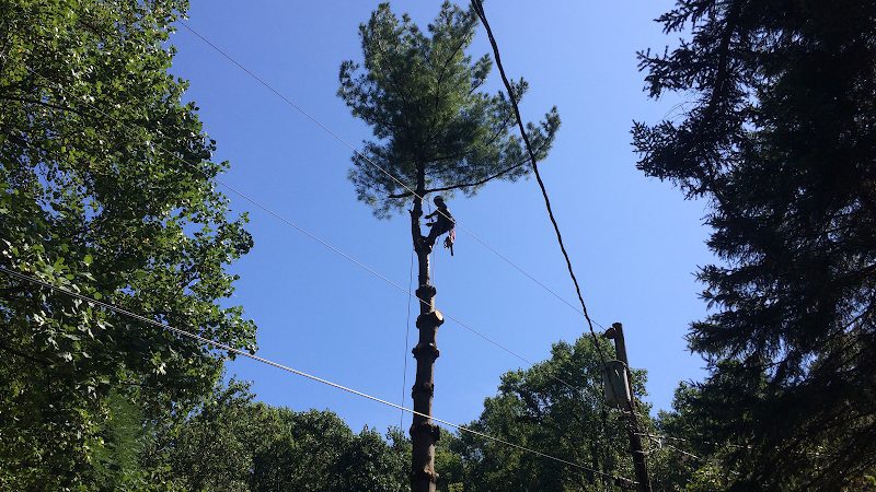 TreeFrog Climbing LLC