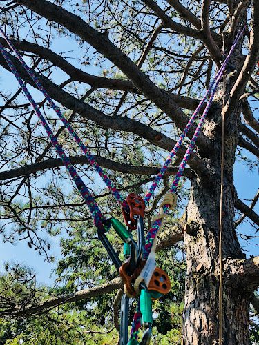 Barren Tree Solutions Inc.