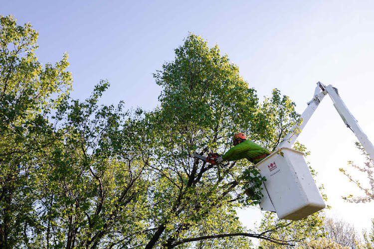Begoon Tree Service