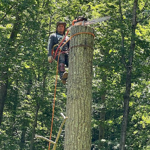 TREE SERVICE