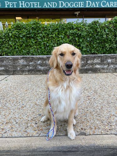 Capitol Canine Club